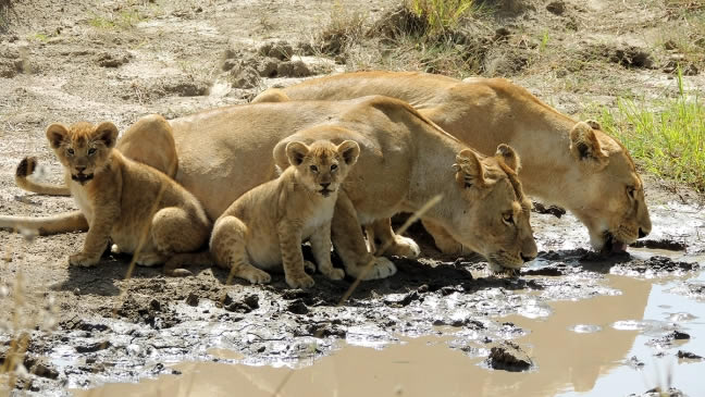 serengeti-lion-cubs