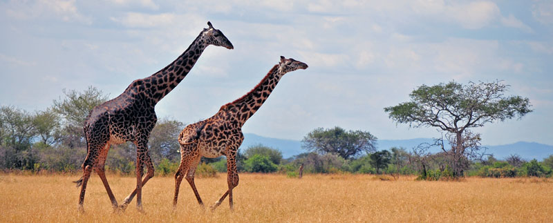 Giraffes @ Serengeti National Park