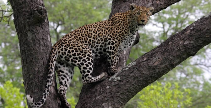 Leopard-samburu