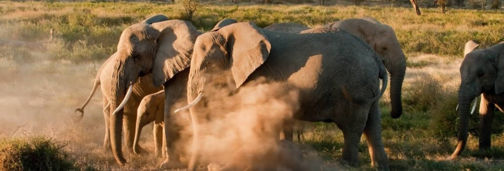 elephants-serengeti1
