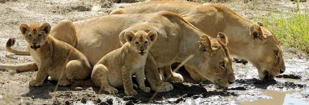serengeti-lions2