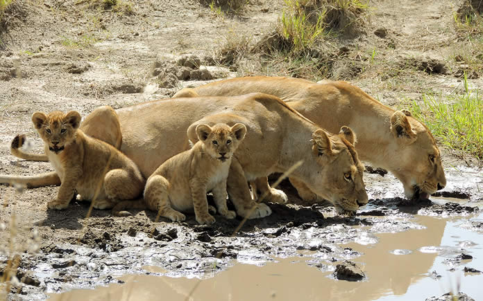 Masai-Mara-package