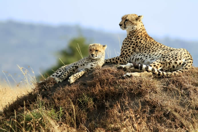 cheetahs-masai-mara