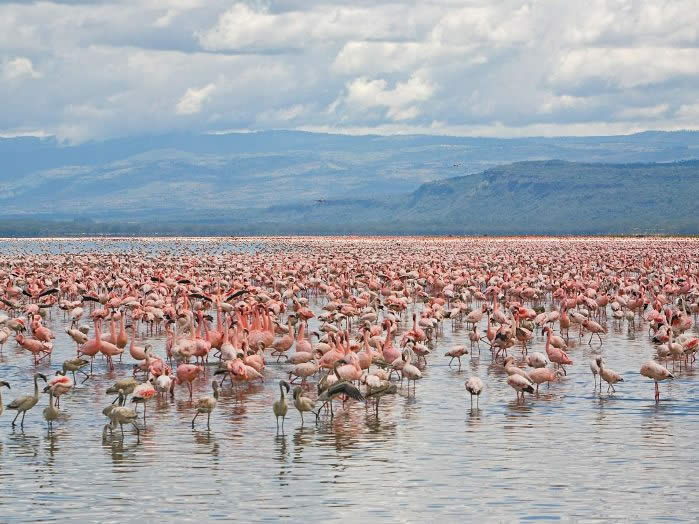 flamingos-lake-nakuru